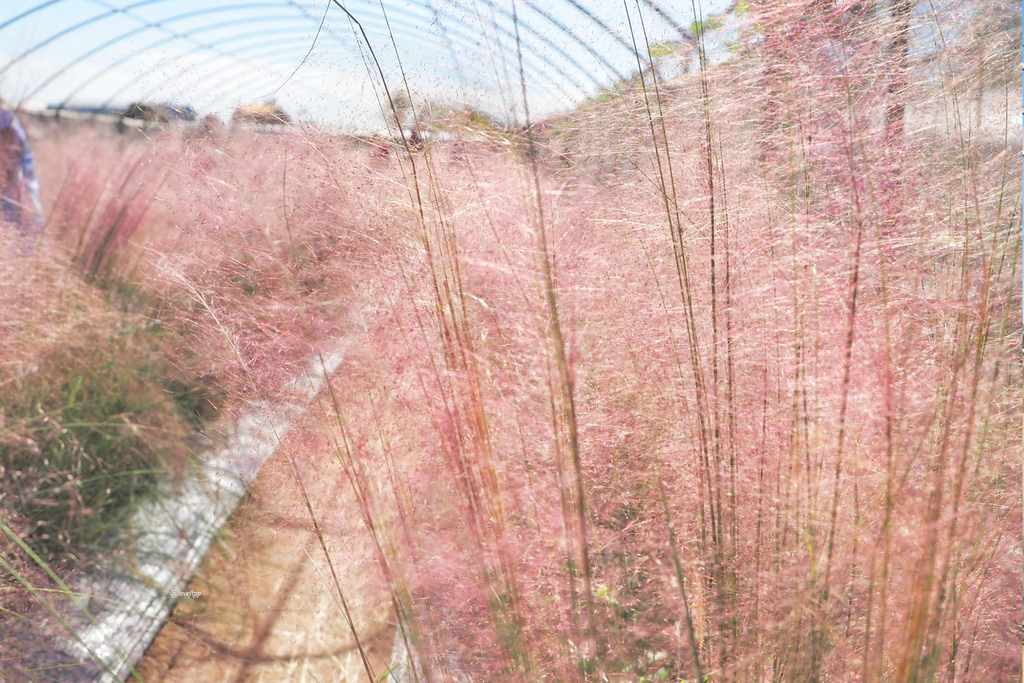 粉黛亂子草 桃園也有粉紅花海 仙氣大爆發 就在向陽農場 IG打卡新熱點 @蔣妮の冰斗人生
