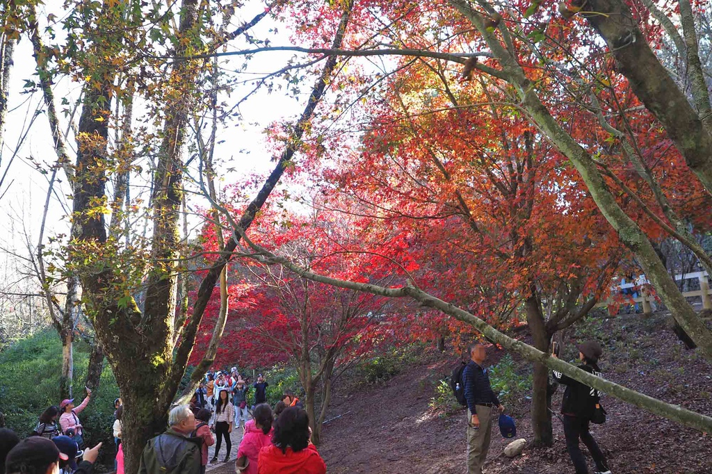 福壽山楓葉季 松廬掌葉楓 上帝的調色盤 媲美日本京都的楓紅 @蔣妮の冰斗人生