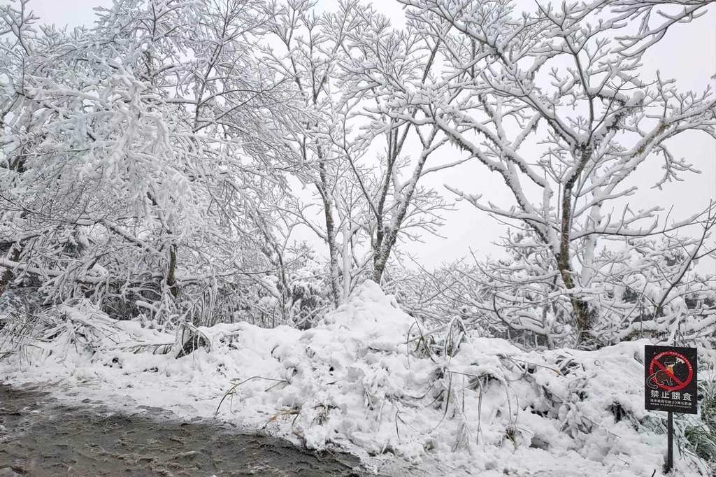 宜蘭太平山下雪 第一次賞雪就上手 免租雪鍊 專業司機帶你漫步童話雪世界 @蔣妮の冰斗人生