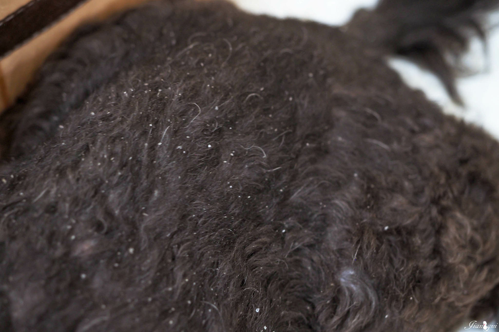 smith&#038;burton有機香氛寵物洗毛精 紐西蘭 天然植物低敏配方 @蔣妮の冰斗人生